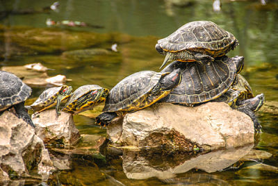 This is a picture of multiple turtles crawling on the rocks.